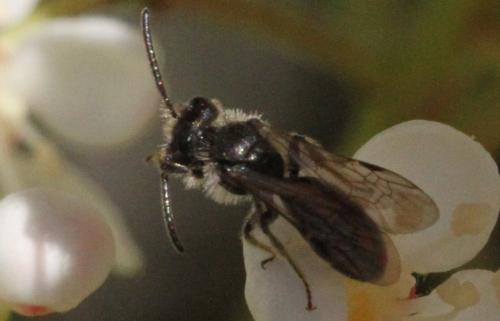 Réf. 324 678 : Andrena sp.